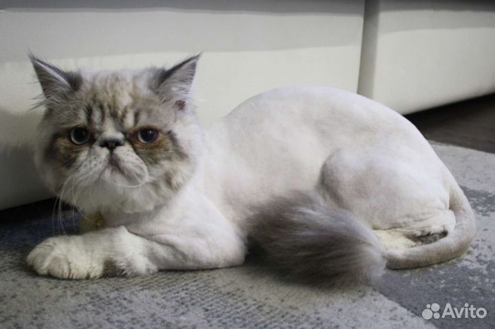 Стрижка собак и кошек