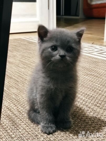 Шотландские котята
