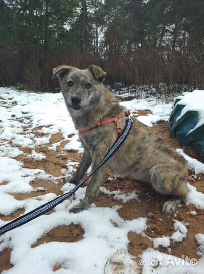 Ищет дом не крупная Собака Ханна