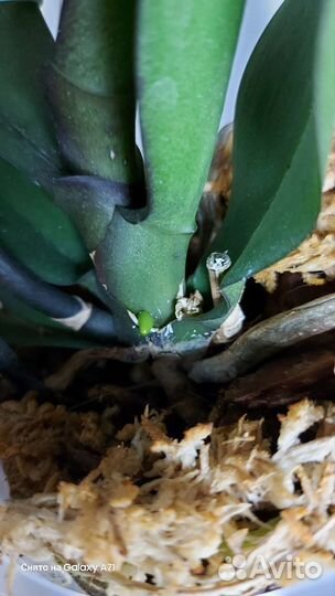 Орхидея Карина