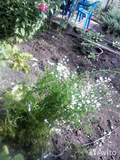 Колокольчик Ирис Купена Красоднев Жемужина,Живучка