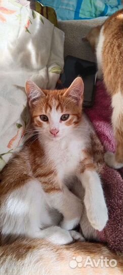 Ласковый котенок