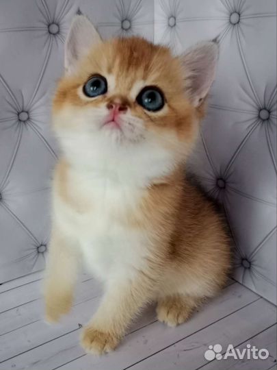 Шотландская