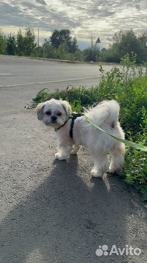 Ши-тцу вязка