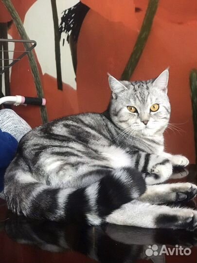 Кот на вязку
