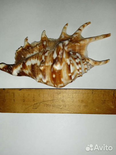 Ракушка в аквариум