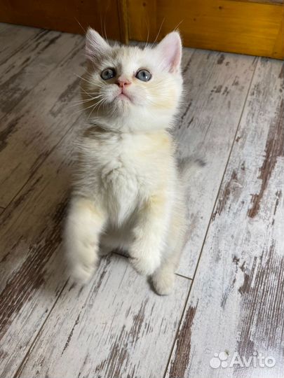 Британец чистокровный для вязки