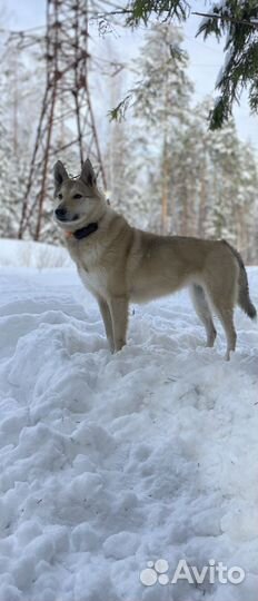 Западносибирская лайка