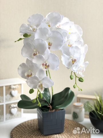 Декоративная орхидея