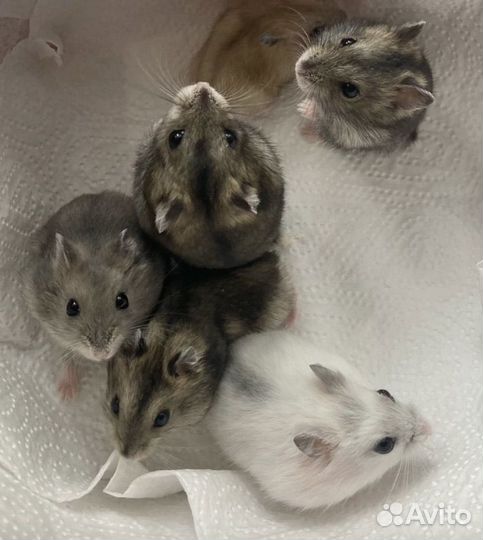 Джунгарский хомяк