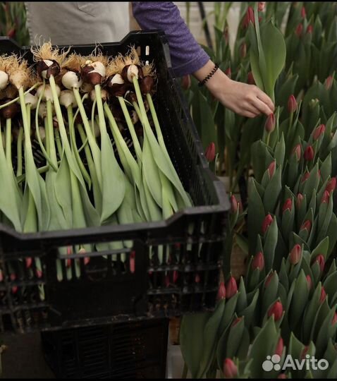 Высокодоходный готовый бизнес. Тепличный комплекс