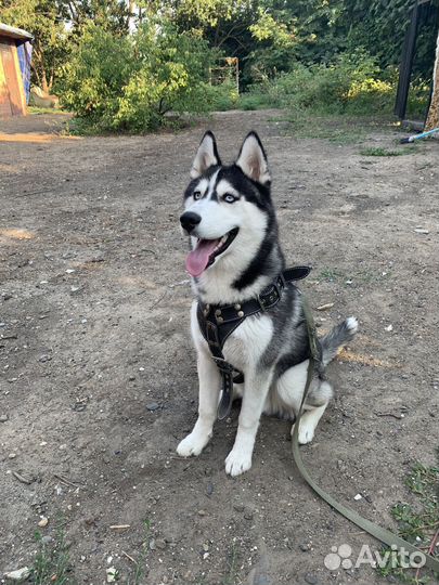 Сибирский хаски вязка