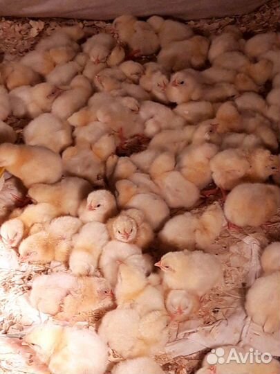 Цыплята