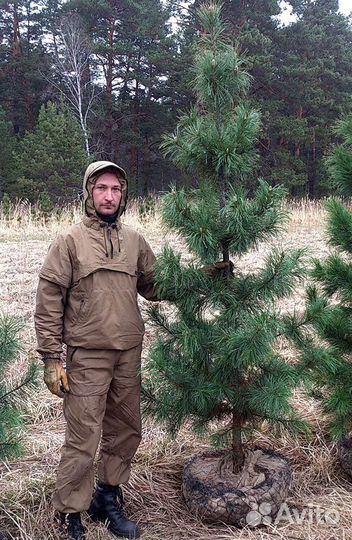 Саженцы Кедр Сибирский 180-220 см