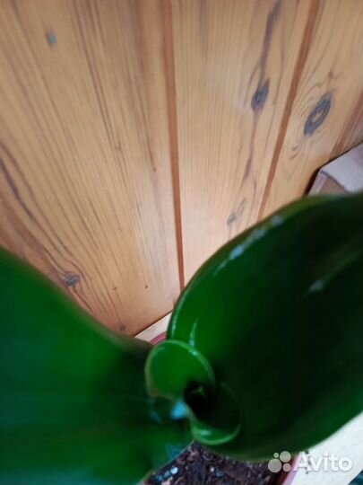 Сансевиерия