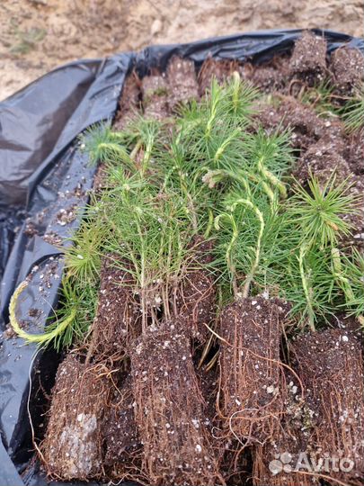 Саженцы ели европейской окс от производителя