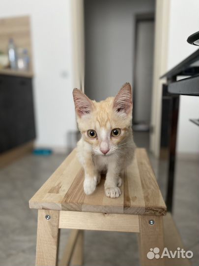 Котенок ищет дом