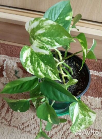 Драцена, Сингониум