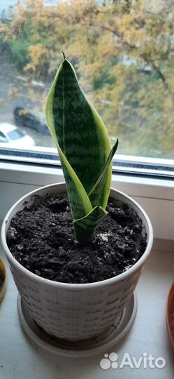 Сансевиерия или щучий хвост