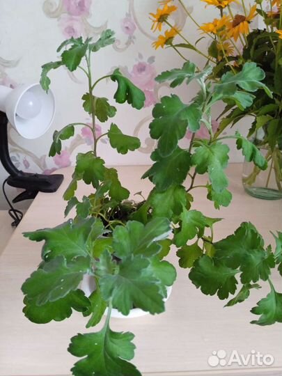 Комнатные цветы фиалки