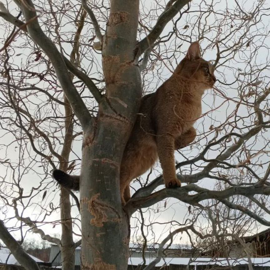 Абиссинский кот вязка косулино