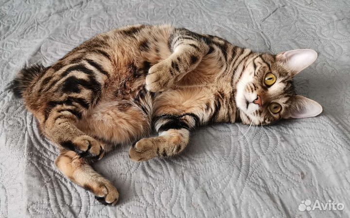 Кошки курильский бобтейл