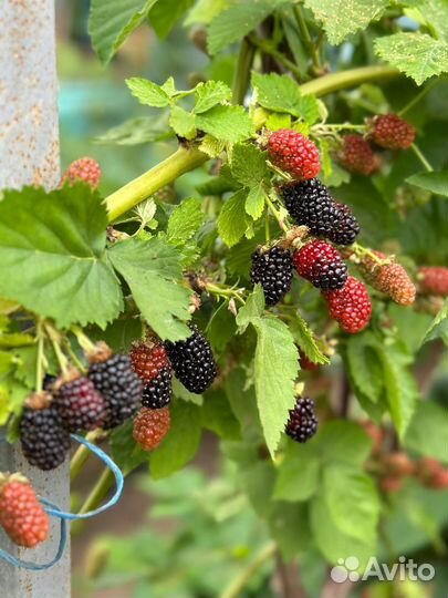 Саженцы Ежевики