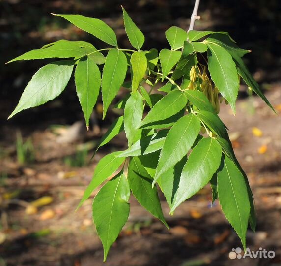 Ясень обыкновенный саженцы