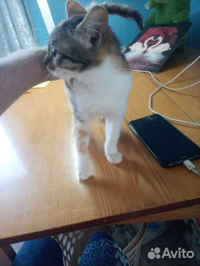 Кошки в добрые руки бесплатно