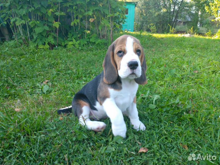 Щеночки бигль