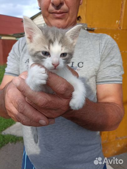 Котята в добрые руки даро