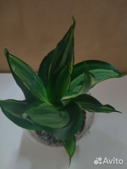 Сансевиерия Ханни Грин