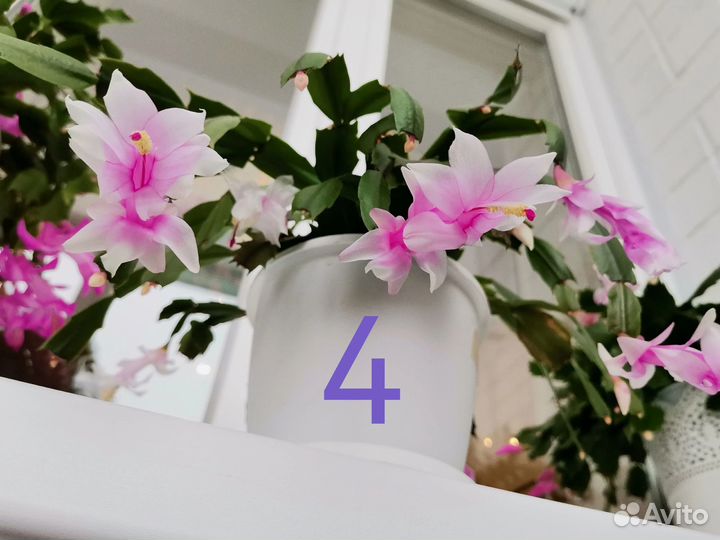 Декабристы / Шлюмбергера