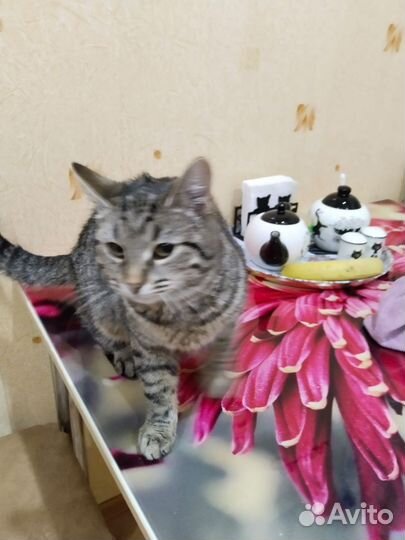 Кошки в добрые руки бесплатно