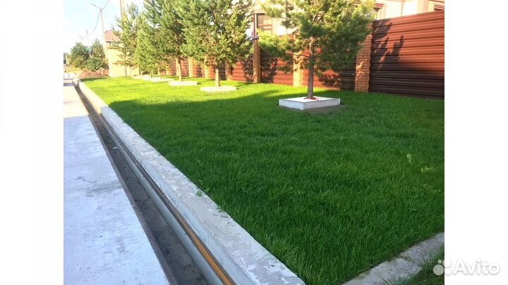 Газон посевной