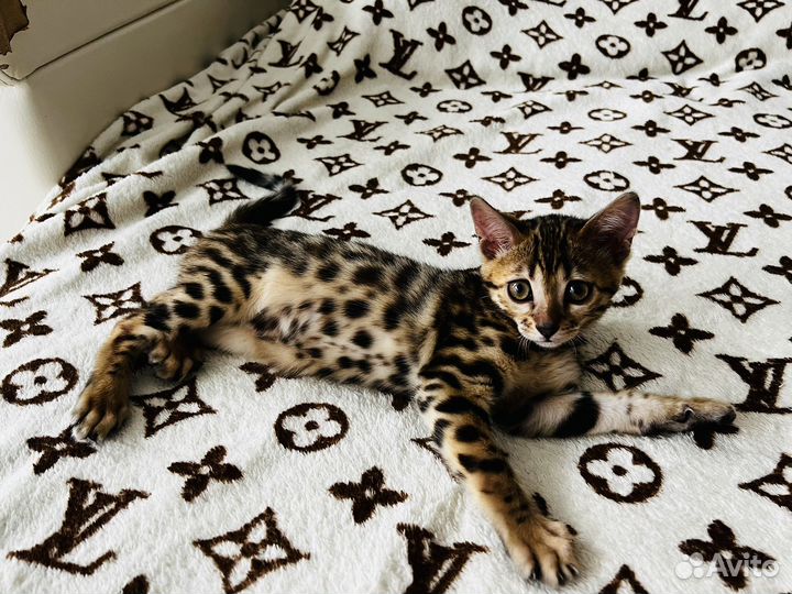 Бенгальский котенок девочка