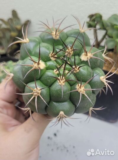 Суккуленты: хавортии, адромискус, эуфорбия