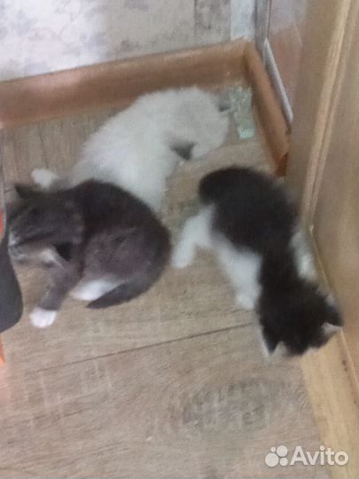 Котята отдам в добрые руки бесплатно
