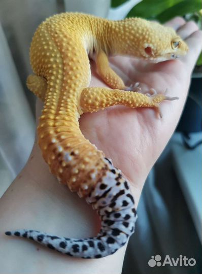 Эублефары самцы