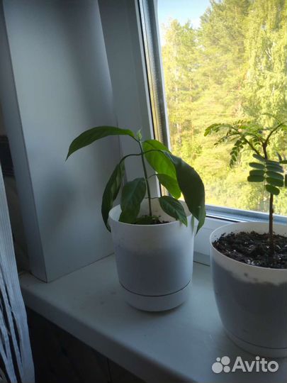 Комнатные цветы