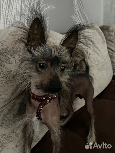 Вязка китайская хохлатая