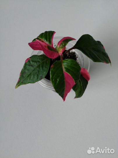 Альтернатера прекрасная