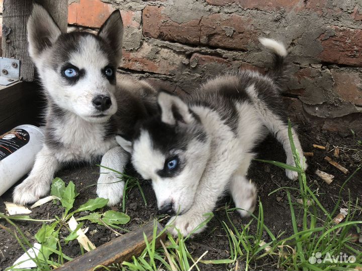 Щенки хаски
