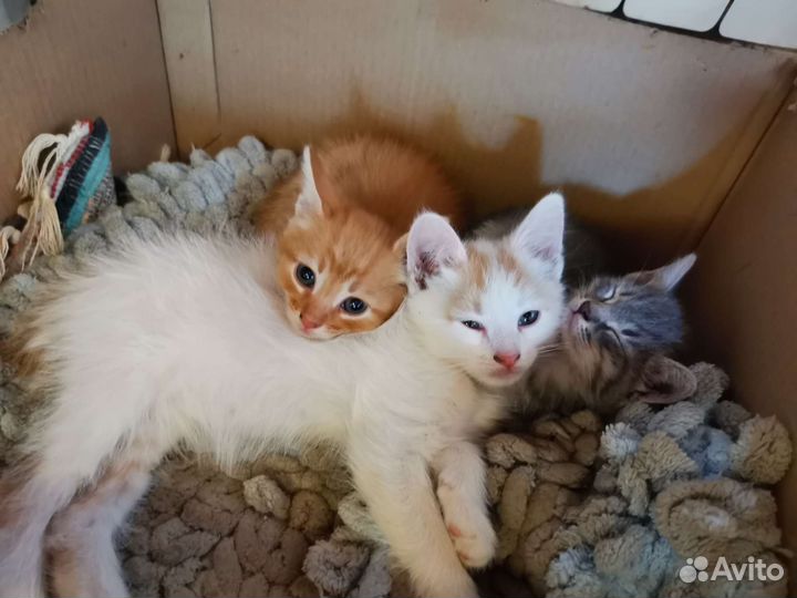 Котята малыши едят сами