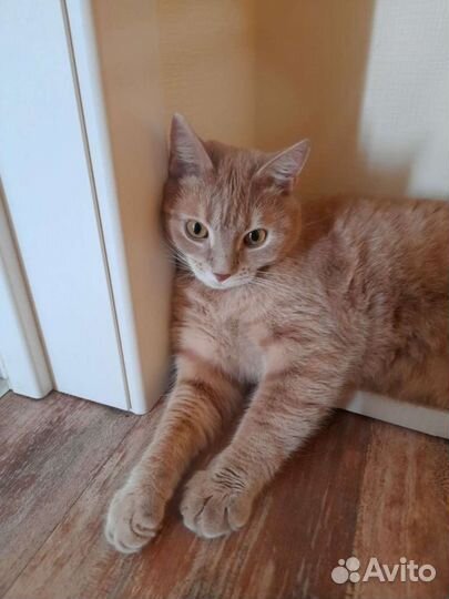 Платная передержка кошек