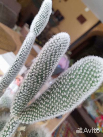 Коллекция кактусов