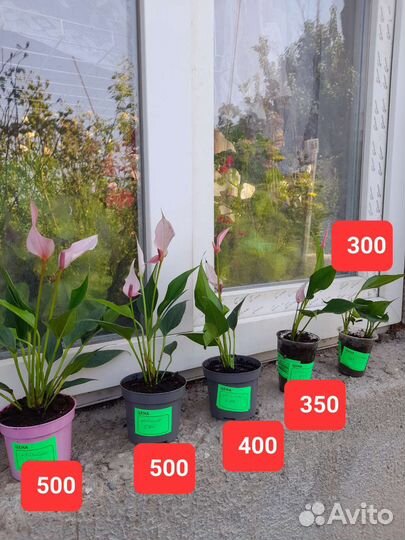 Антуриум Лилли