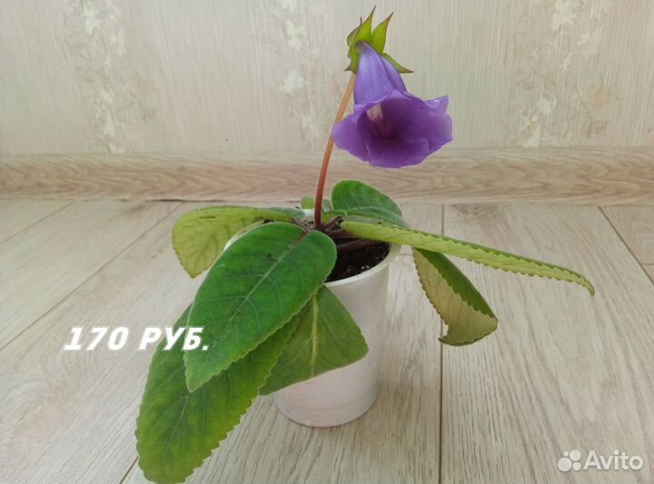 Глоксиния Тидеи