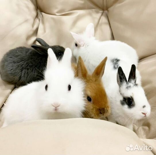 Декоративный карликовый кролик