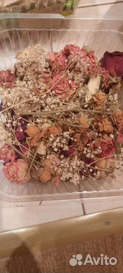 Сухоцветы для творчества